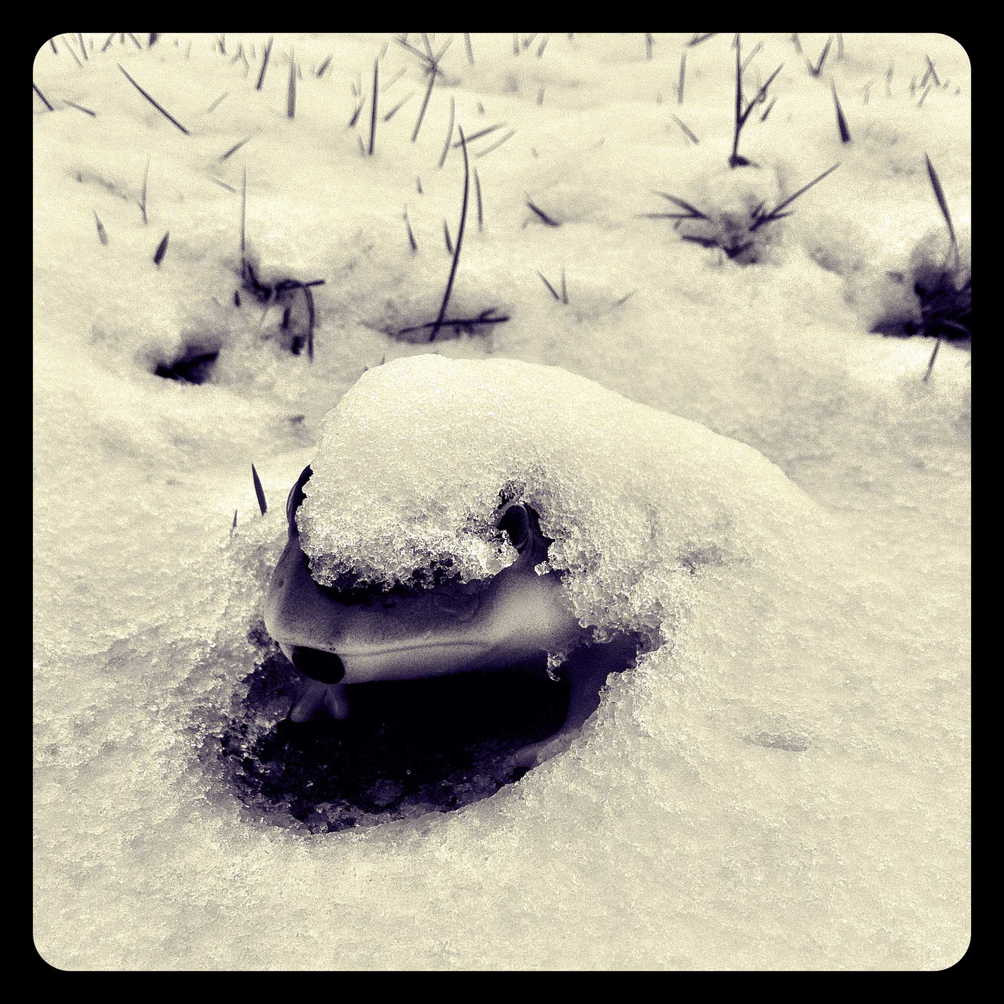 obviously-cold