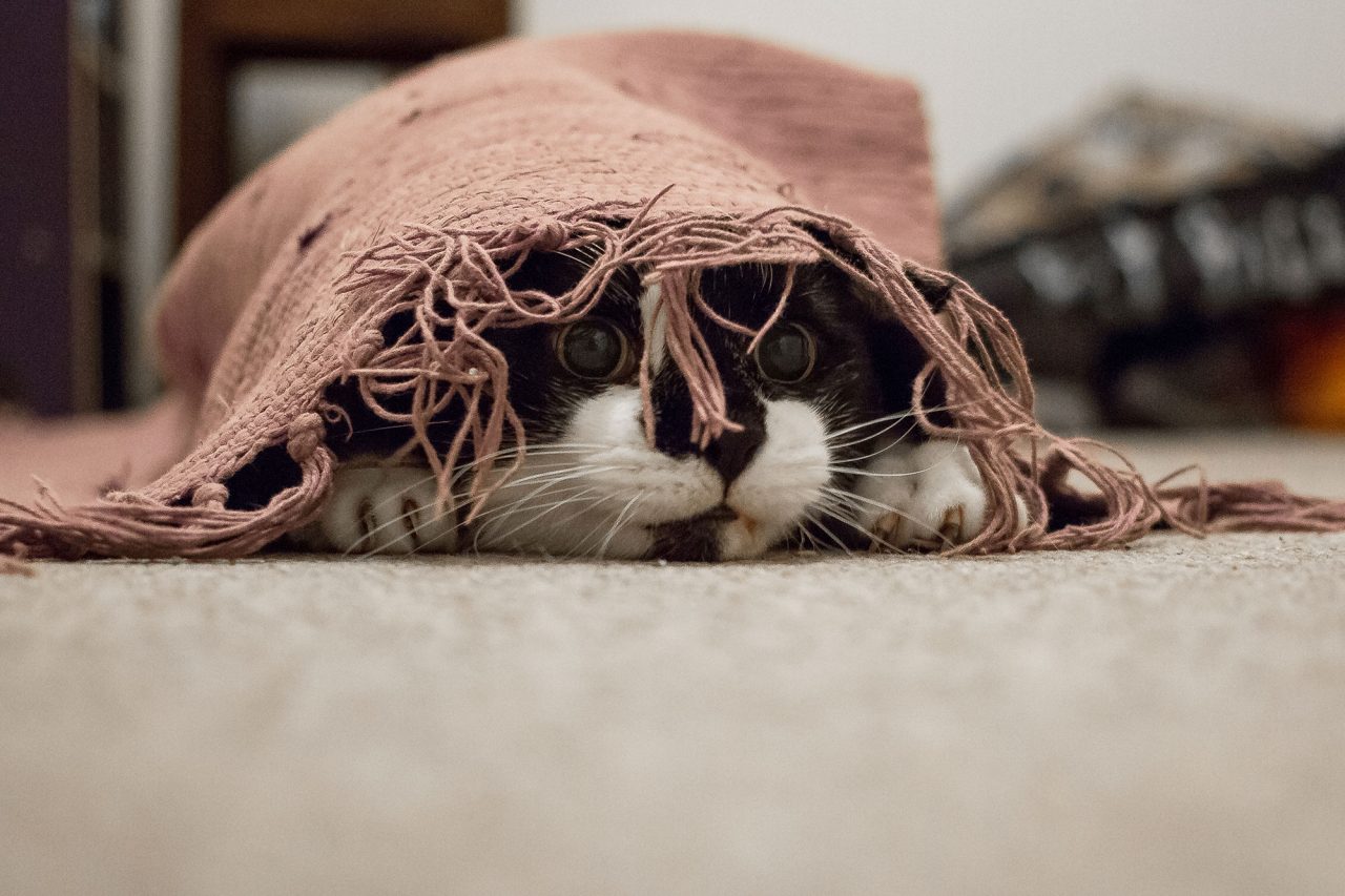 The Vug Under The Rug