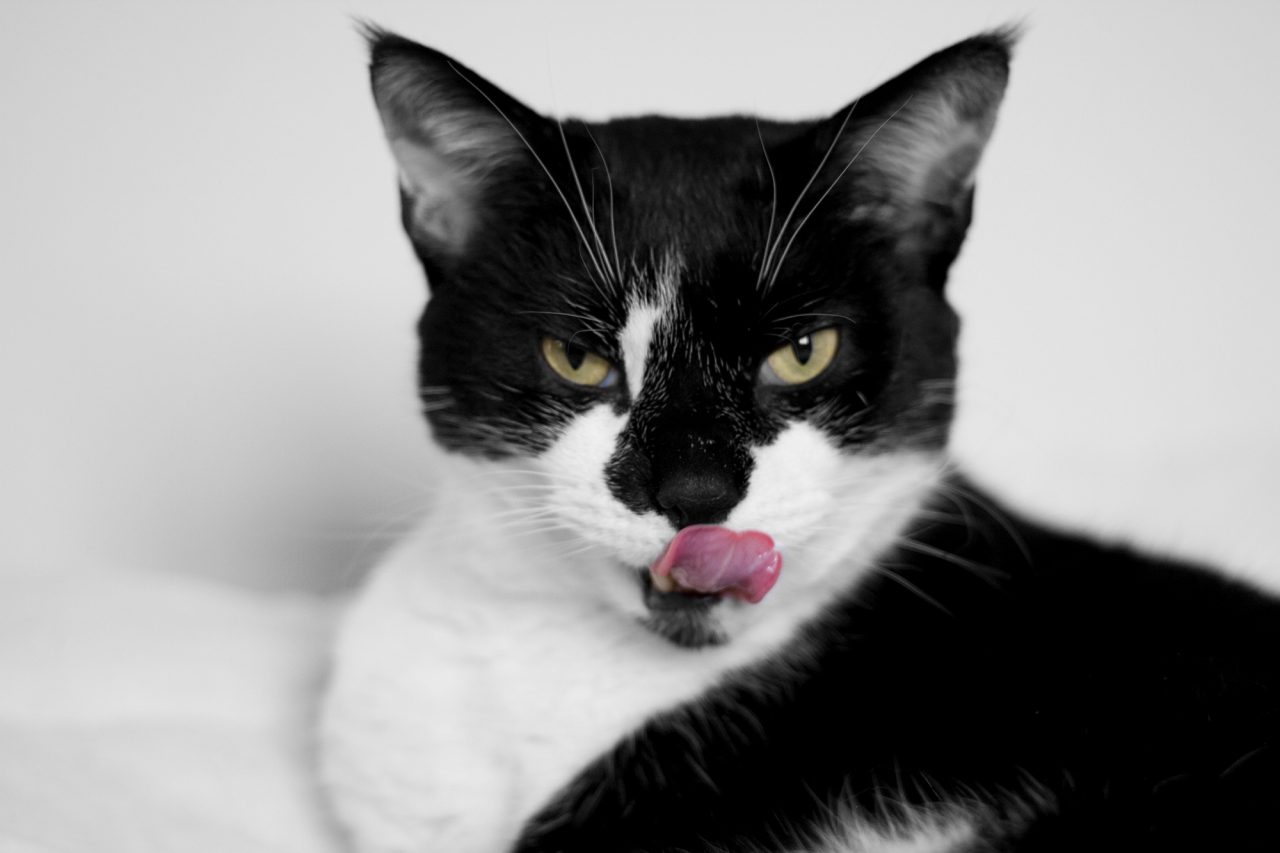 Smodge