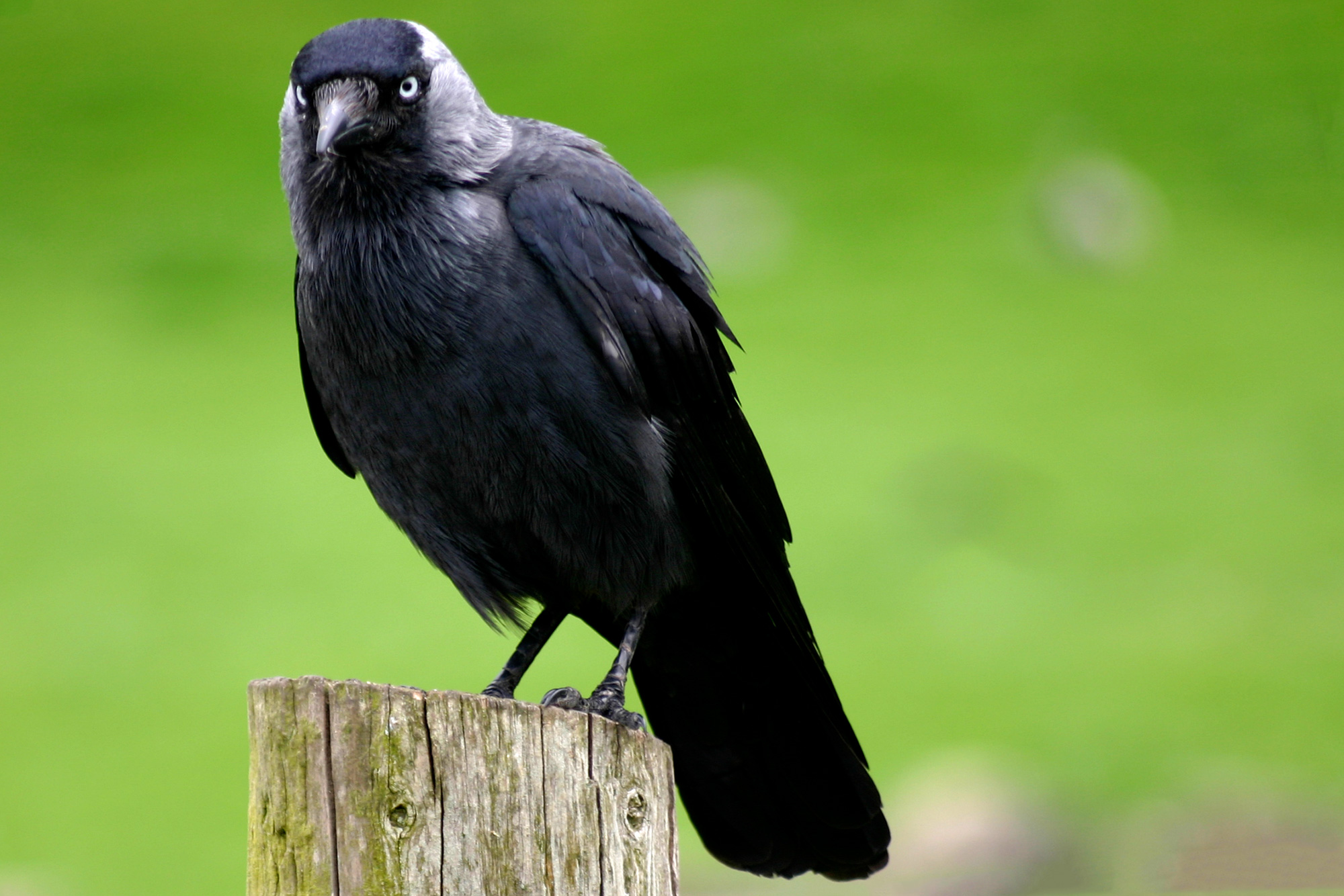 jackdaw-for-web